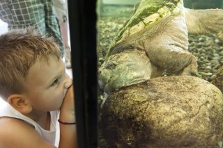 La tortue hargneuse est une tortue aquatique (Photo prétexte).